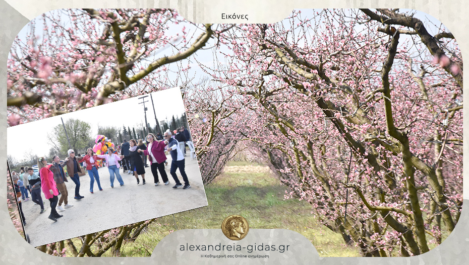 Πέτυχαν οι “Ανθισμένες Ροδακινιές στον Ρουμλουκιώτικο κάμπο”!