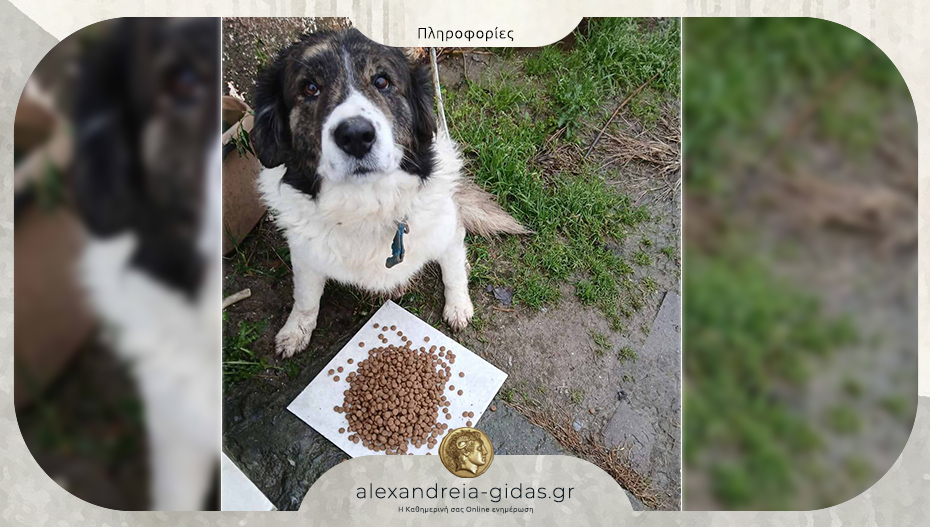 Χάθηκε στο Νησέλι – βοηθήστε!