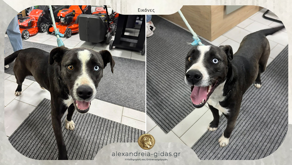 Βρέθηκε στην Αλεξάνδρεια – αν την χάσατε, επικοινωνήστε!