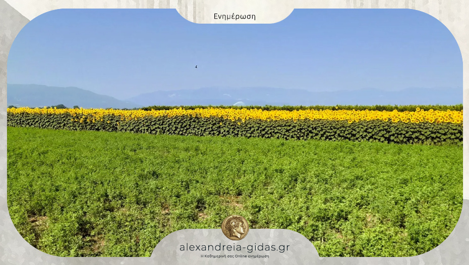 Δημοπρασία για την εκμίσθωση αγροτεμαχίου στο Πλατύ