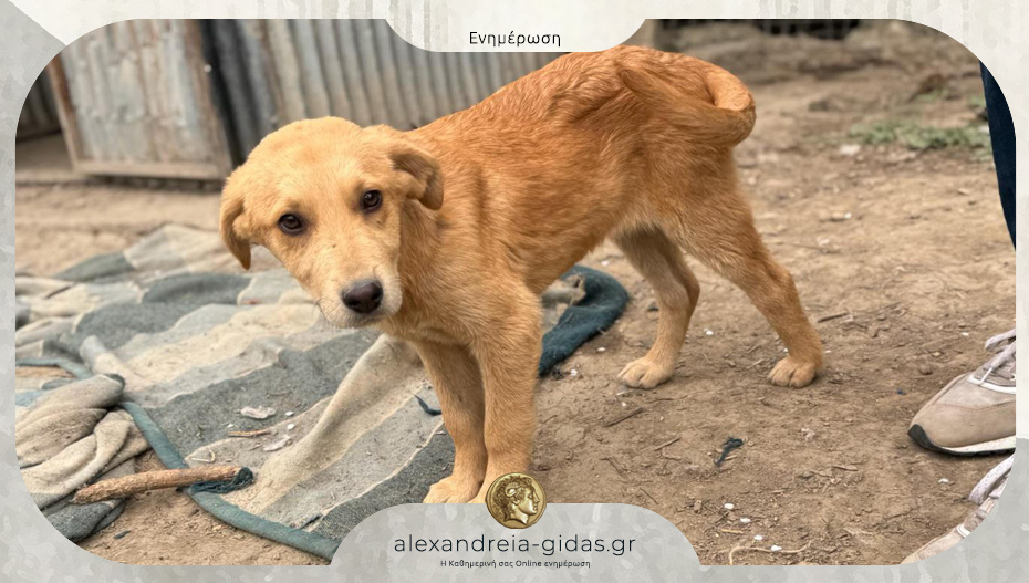 Χάθηκε κουτάβι στο Καμποχώρι – βοηθήστε!