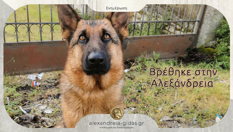 Βρέθηκε στην Αλεξάνδρεια – αν τη χάσατε, επικοινωνήστε!