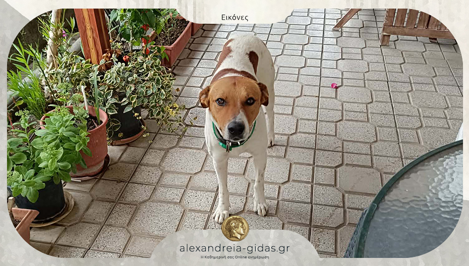 Χάθηκε στην Αλεξάνδρεια – βοηθήστε!