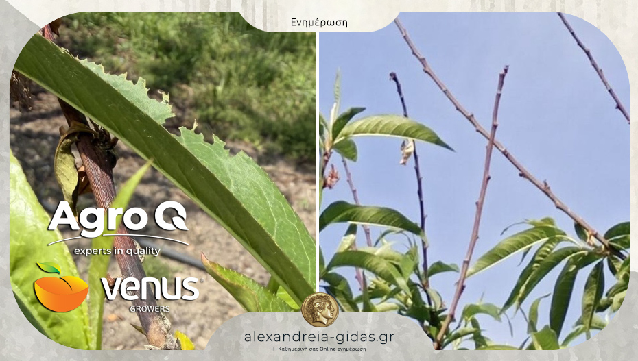 VENUS και Agro Q για παραμόρφωση καρπών και τυφλές βέργες στην καλλιέργεια της ροδακινιάς