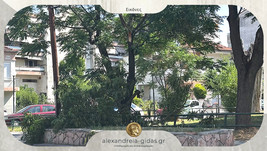 Αναγνώστρια: “Κινδυνέψαμε από πτώση δέντρου στην Αλεξάνδρεια”