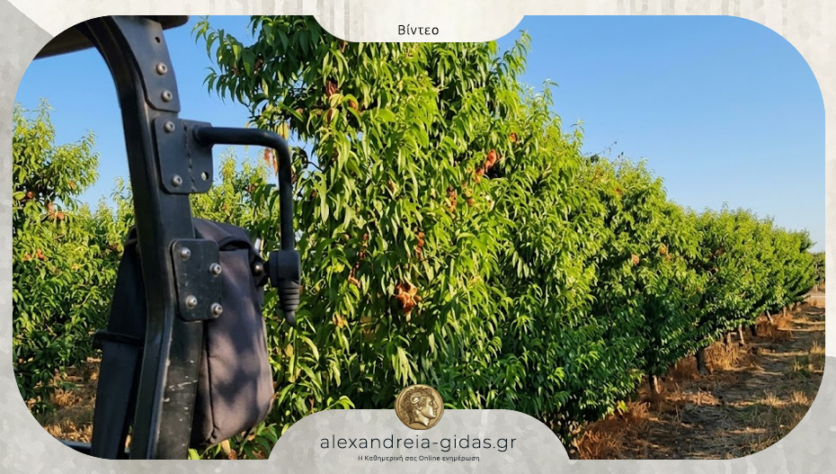 Σε απόγνωση οι αγρότες της Ημαθίας με τις ξερές βέργες – βίντεο αναγνώστη