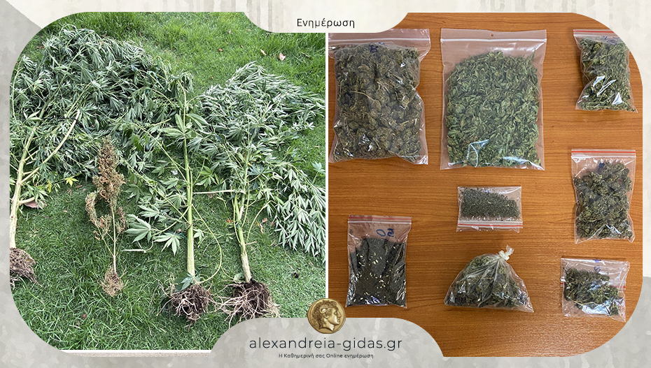 Καλλιεργούσε δενδρύλλια κάνναβης σε θερμοκήπιο της Πιερίας